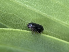 Clastoptera xanthocephala