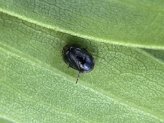 Clastoptera xanthocephala