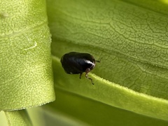 Clastoptera xanthocephala