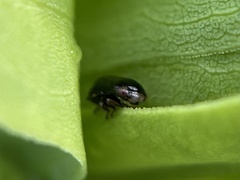 Clastoptera xanthocephala