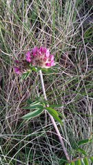 Anthyllis vulneraria iberica