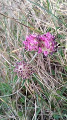 Anthyllis vulneraria iberica