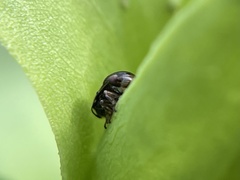 Clastoptera xanthocephala