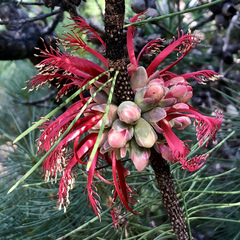 Melaleuca granitica