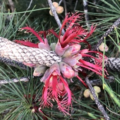 Melaleuca granitica
