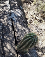 Trichocereus terscheckii