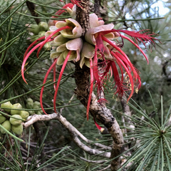 Melaleuca granitica