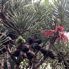 Melaleuca granitica