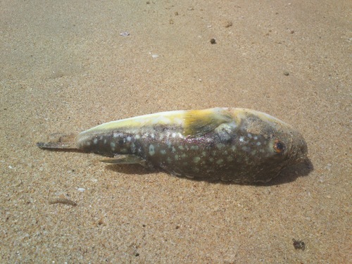 Amblyrhynchote honckenii