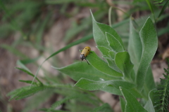 Lachnaia sexpunctata