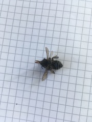 Anthophora plumipes