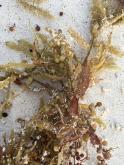 Sargassum natans