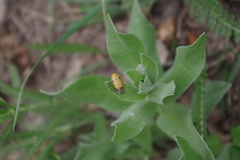 Lachnaia sexpunctata