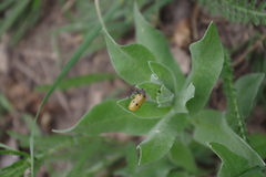 Lachnaia sexpunctata