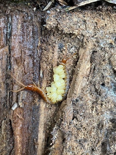 Eastern Red Centipede photo 4