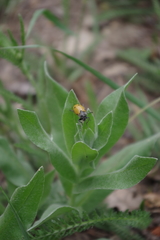 Lachnaia sexpunctata