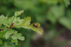 Cryptocephalus bipunctatus
