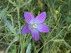 Campanula ramosissima