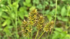 Carex hoodii