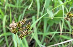 Carex hoodii
