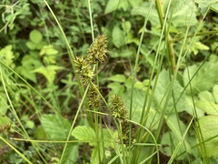 Carex hoodii