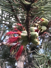 Melaleuca granitica