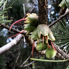 Melaleuca granitica