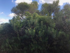 Melaleuca granitica