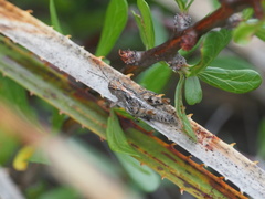 Agroecotettix modestus