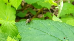 Aglaostigma fulvipes