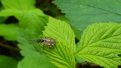 Aglaostigma fulvipes