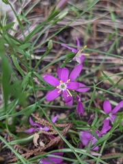 Zeltnera beyrichii
