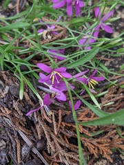 Zeltnera beyrichii