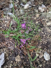 Zeltnera beyrichii