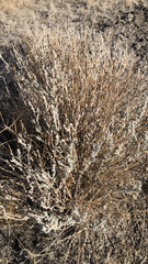 Krascheninnikovia lanata