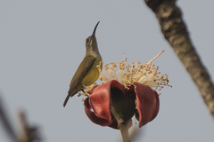 Arachnothera longirostra