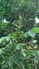 Aesculus hippocastanum