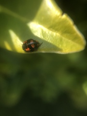 Adalia bipunctata