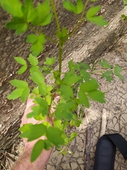 Thalictrum aquilegiifolium