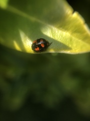 Adalia bipunctata