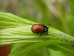 Chrysomela saliceti