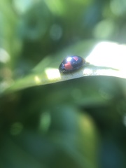 Adalia bipunctata