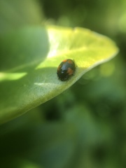 Adalia bipunctata