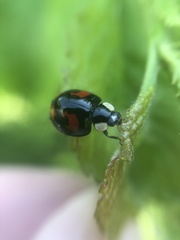 Harmonia axyridis