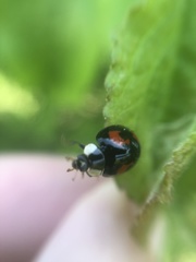 Harmonia axyridis
