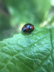 Harmonia axyridis