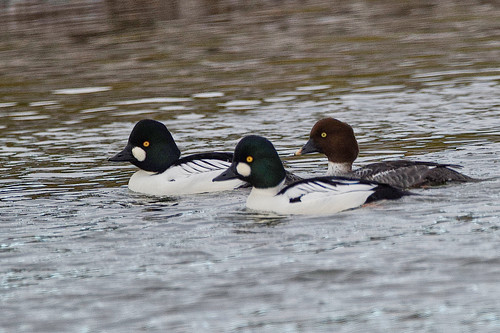 Porrón osculado (Bucephala clangula)