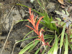 Pitcairnia ringens