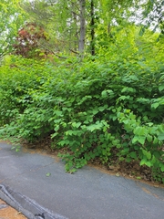 Reynoutria japonica