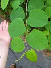 Reynoutria japonica